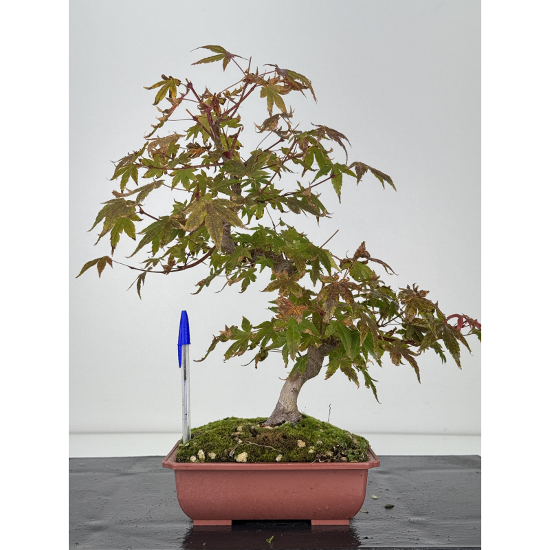 Acer palmatum yamamomiji I-7526