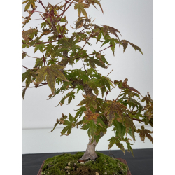 Acer palmatum yamamomiji I-7526 view 2