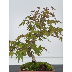 Acer palmatum yamamomiji I-7526 view 3