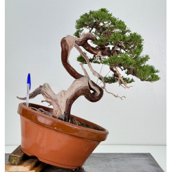 Juniperus sabina -sabina rastrera- A01329