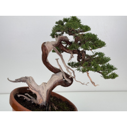 Juniperus sabina A01329 view 2