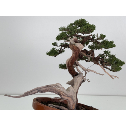 Juniperus sabina A01329 view 3