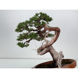 Juniperus sabina A01329 view 4