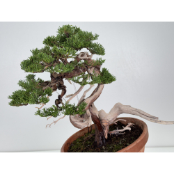 Juniperus sabina A01329 view 5