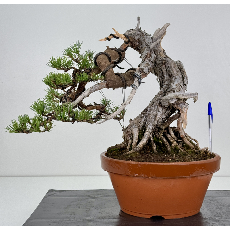 Pinus sylvestris I-7521