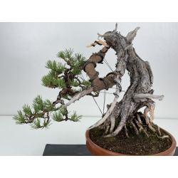 Pinus sylvestris I-7521 view 2