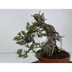 Pinus sylvestris I-7521 view 3