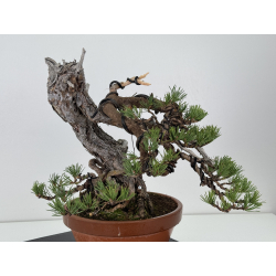 Pinus sylvestris I-7521 view 4