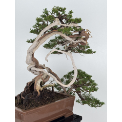 Juniperus chinensis itoigawa A01330 view 7