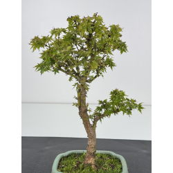 Acer palmatum kotohime I-7527 view 2