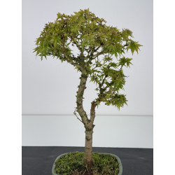 Acer palmatum kotohime I-7528 vista 2