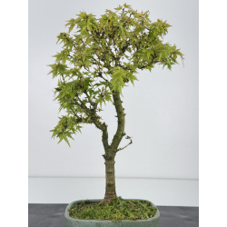 Acer palmatum kotohime I-7528 vista 3