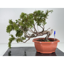 Juniperus sabina A01692