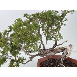 Juniperus sabina A01692 view 2