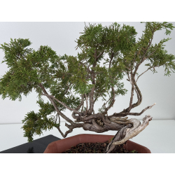 Juniperus sabina A01692 view 4