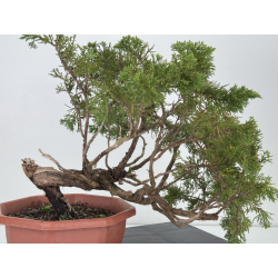 Juniperus sabina A01692 view 5