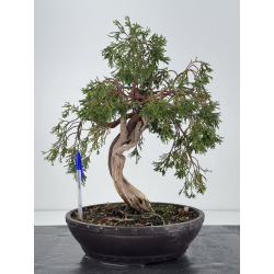 Juniperus sabina -sabina rastrera- A01338