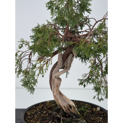 Juniperus sabina A01338 view 2