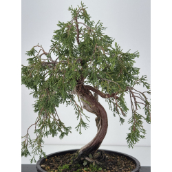 Juniperus sabina A01338 view 3