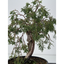 Juniperus sabina A01338 view 4