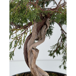 Juniperus sabina A01338 view 5