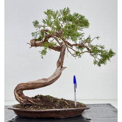 Juniperus sabina A01647