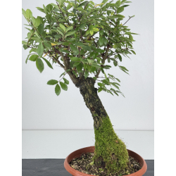 Zelkova nire I-7533 view 2