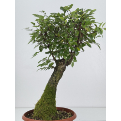 Zelkova nire I-7533 view 3