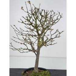 Acer buergerianum I-7539 view 2