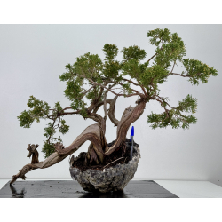 Juniperus sabina -sabina rastrera- A01302