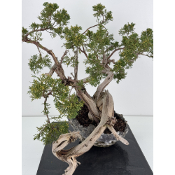 Juniperus sabina A01302 view 4