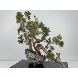 Juniperus sabina A01302 view 5