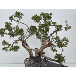 Juniperus sabina A01302 view 6