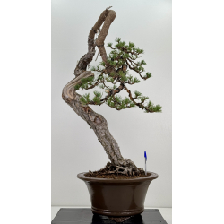 Pinus sylvestris I-7543