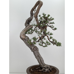 Pinus sylvestris I-7543 view 2