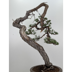 Pinus sylvestris I-7543 view 3