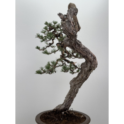 Pinus sylvestris I-7543 view 5