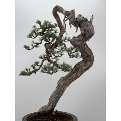 Pinus sylvestris I-7543 view 6