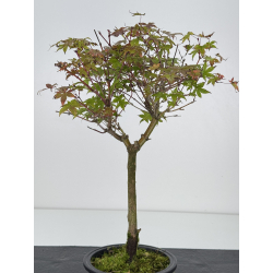 Acer palmatum deshojo I-7548 vista 2