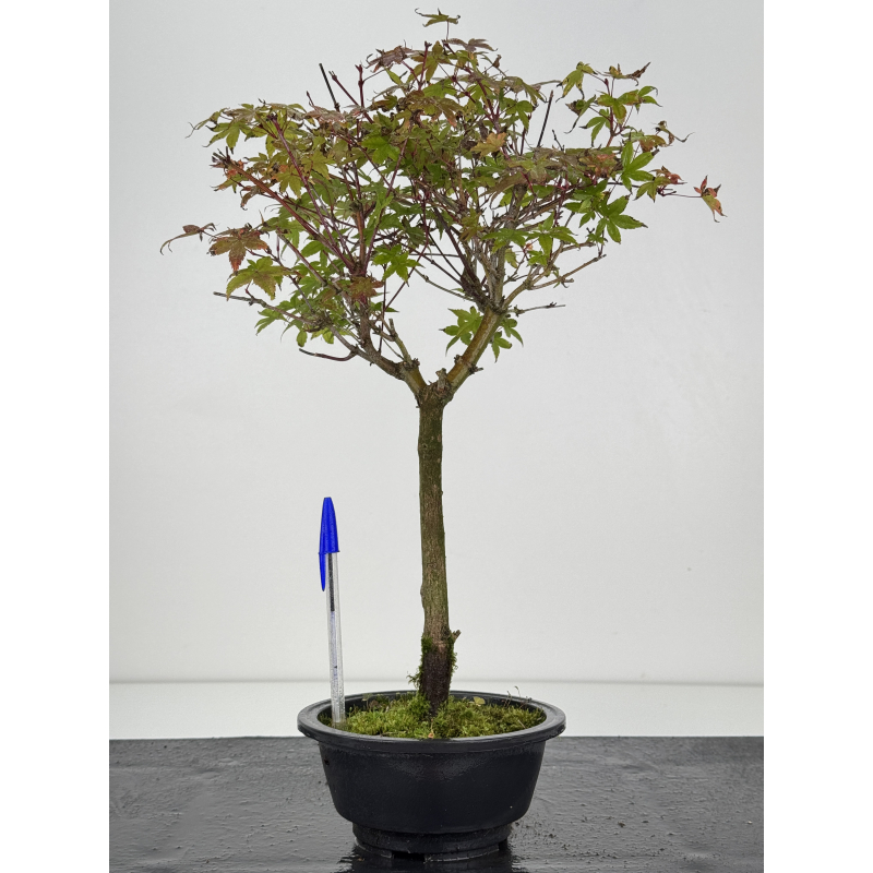 Acer palmatum deshojo I-7548