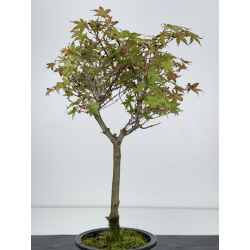 Acer palmatum deshojo I-7548 vista 3