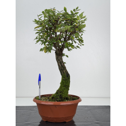 Zelkova nire I-7549