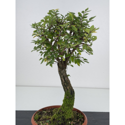 Zelkova nire I-7549 view 2