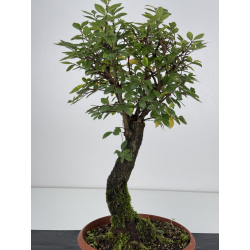 Zelkova nire I-7549 view 3