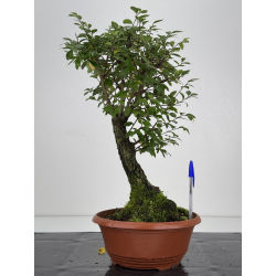 Zelkova nire I-7556