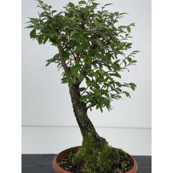 Zelkova nire I-7556 vista 2