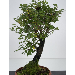 Zelkova nire I-7556 vista 3