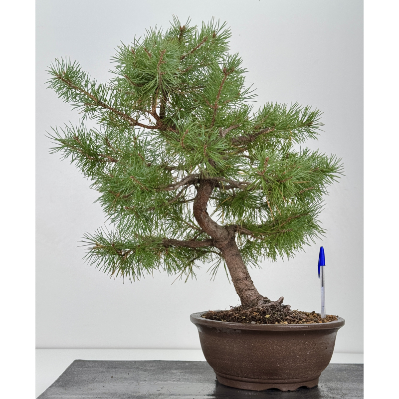 Pinus sylvestris I-7558