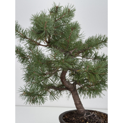 Pinus sylvestris I-7558 view 2