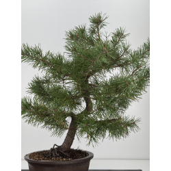 Pinus sylvestris I-7558 view 3